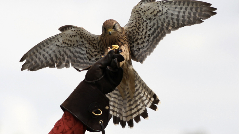 Birds of Prey International Centre Gloucester